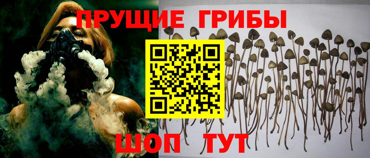 Псилоцибиновые грибы Psilocybe  Псилоцибиновые грибы Psilocybe  Салават  Вход с VPN 